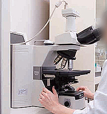 顕微鏡検査（目視による血液像検査・尿沈渣検査）